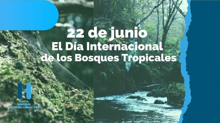 Read more about the article Día Internacional de los Bosques